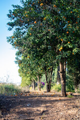 Orange orchard in the heat of summer