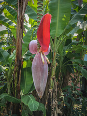 red and yellow banana flower