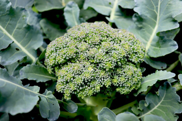 Fresh green broccoli in the garden. Healthy food, vegetarian