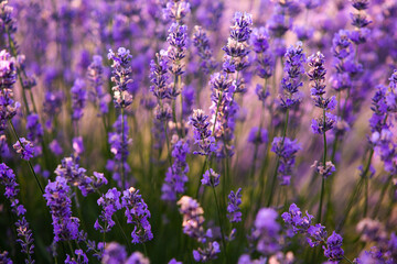 Beautiful lavender field at sunrise. Purple flower background. Blossom violet aromatic plants.