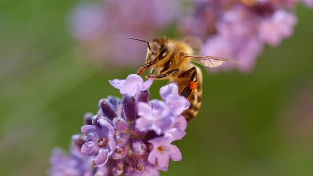Flying bee gathering pollen from lavender flowers. Filmed on high speed cinema camera, 1000fps.