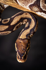 Royal Python  (Python regius) Studio Photography