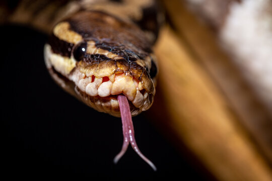 Royal Python  (Python regius) Studio Photography