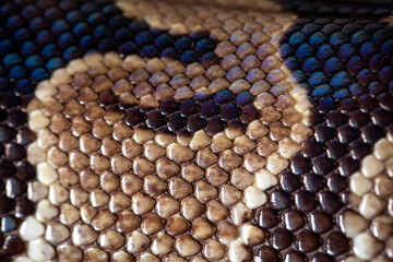 Royal Python  (Python regius) Studio Photography