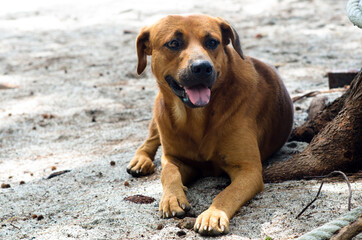 A dog lying on sand at the beach.
