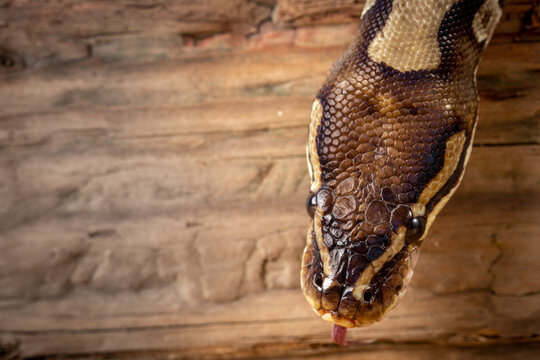 Royal Python  (Python regius) Studio Photography
