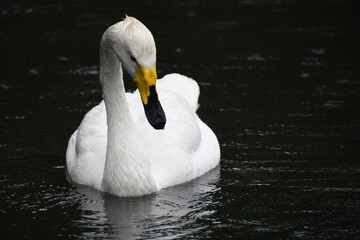オオハクチョウ