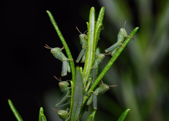 Anacridium aegyptium nymphs, the Egyptian grasshopper or Egyptian locust in rosemary bush