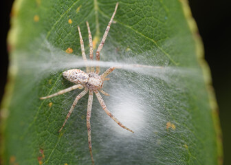 female running crab spider (Philodromus cespitum) with eggs