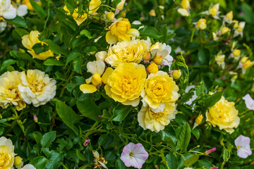 Gelb blühende Rosen