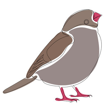 recommend clip art: sparrow line drawing, picture, isolated, vector