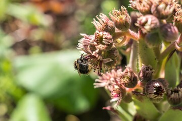 The bee collects nectar from the flowers of the saxifrage cactus.