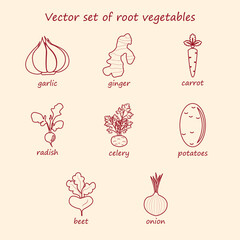 Vector set of root vegetables. Collection of icons garlic, ginger, carrot, radish, celery, potatoes, beets, onions.