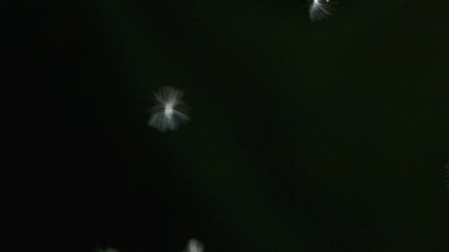 Macro Shot of Dandelion being blown in super slow motion on black background. Filmed at 2000 fps