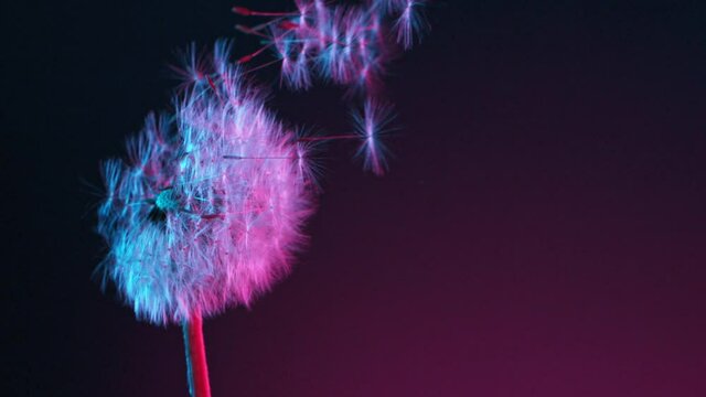 Macro Shot of Dandelion being blown in super slow motion on neon background. Filmed at 2000 fps