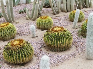 cactus in the garden