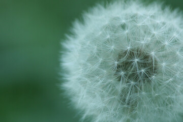 dandelion seeds are thrown in the wind