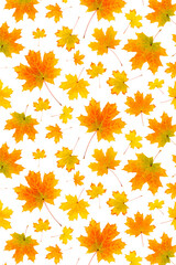 Obraz premium Pattern of natural orange autumn leaves on a white background, as a backdrop or texture. Fall wallpaper for your design. Top view Flat lay