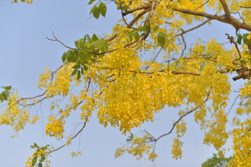 Soft Golden shower flower is bloom. It is a flowering plant in the family Fabaceae. It golden yellow color petals flower. Golden shower flower is popular ornamental plant and used in herbal medicine.
