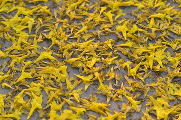 Cassia fistula fall on the lawn.