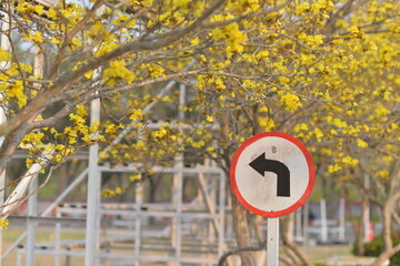  Golden Shower Tree with traffic sign