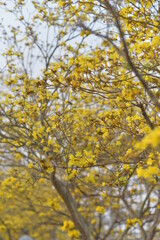 Soft Golden shower flower is bloom. It is a flowering plant in the family Fabaceae. It golden yellow color petals flower. Golden shower flower is popular ornamental plant and used in herbal medicine.
