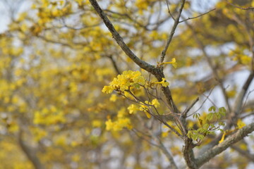 Soft Golden shower flower is bloom. It is a flowering plant in the family Fabaceae. It golden yellow color petals flower. Golden shower flower is popular ornamental plant and used in herbal medicine.

