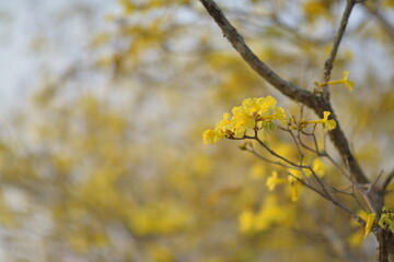 Soft Golden shower flower is bloom. It is a flowering plant in the family Fabaceae. It golden yellow color petals flower. Golden shower flower is popular ornamental plant and used in herbal medicine.

