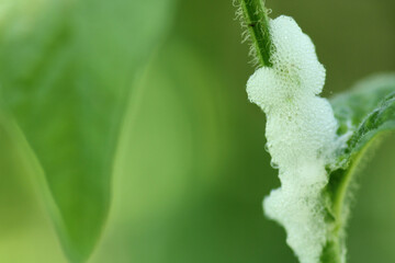 cercopis vulnerata red insect photo