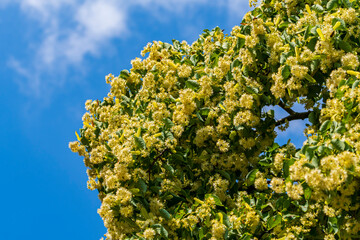 Aufgeblühte Lindenblüten an einem Zweig im Sommer