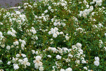 Rosenrabatte mit vielen weißen blühenden Rosen