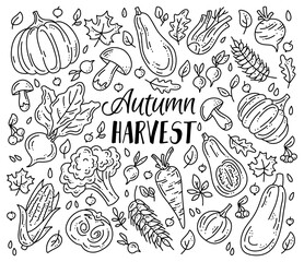 Vector set of vegetables and mushrooms for the autumn harvest. Linear plants in doodle sketch style. Pumpkins, mushrooms and broccoli.