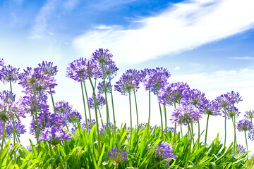 Purple-blue agapanthus flowers in full bloom on a sunny day against blue sky, bright colors, copy...