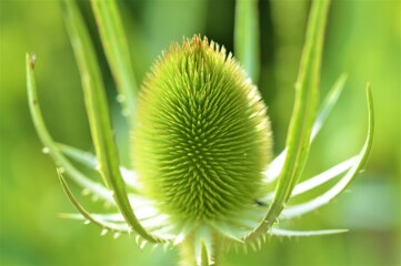 Close-up of a Wild Teasel.