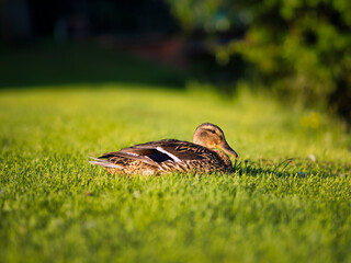 duck  in the grass