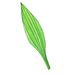 Obraz premium Leaf of Plantain lanceolata isolated on white background. Watercolor hand drawing illustration. Tuft ribwort or english plantago herbal plant.