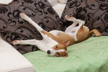 Obraz premium Cute Basenji stretch itself while lying on a human sofa in siesta time