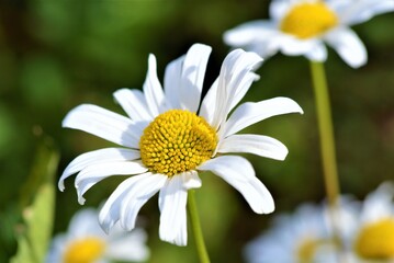 Oxeye Daisy (Leucanthemum vulgare).