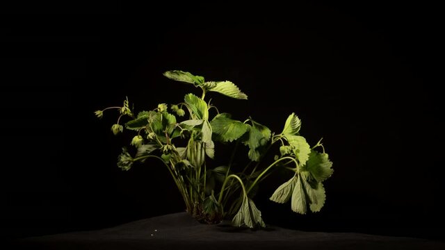 Strawberry bush with berries withers withers because of drought. Leaves turn yellow and the plant dies