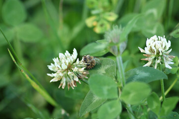 honey bee photo in natural pumpkin flower