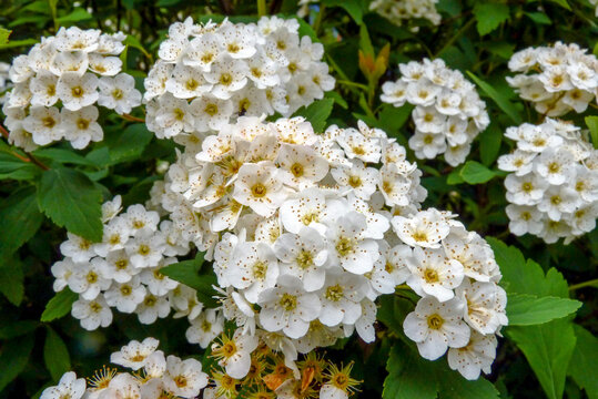 Small white flower, Spiraea, of the Rosaceae family, native to the temperate zones of the northern hemisphere, in a garden, city of Friburgo, state of Rio de Janeiro, Brazil