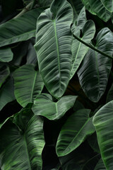 plantas tropicales hojas verdes 