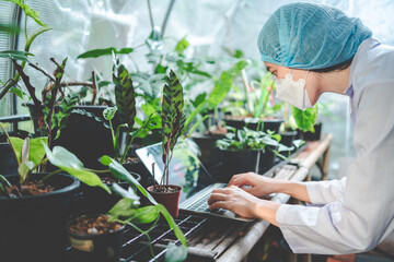 biology scientist working to research a growth plant in agriculture greenhouse, nature organic science technology or biotechnology in botany laboratory, people examining vegetable for food industry