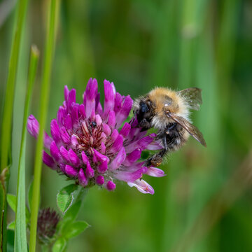 Close-up image of a Bumblebee collecting pollen from a clover flower