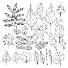 Set with different leaves.