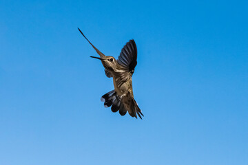 Black-Chinned Hummingbird (Archilochus alexandri) in Flight
