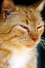 A close-up portrait of red street homeless cat on  dark background