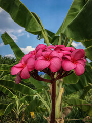 Pink plumeria blooming in the garden