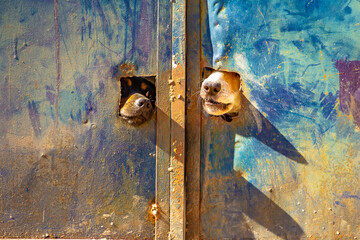 Dois cachorros com o focinho pra fora do portão.
