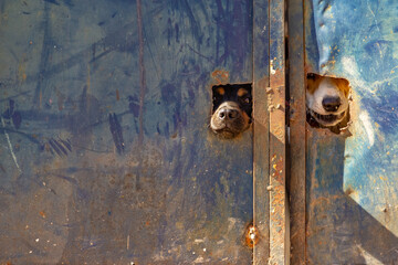 Dois cachorros com o focinho pra fora do portão.